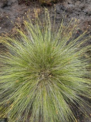 Carex exilis