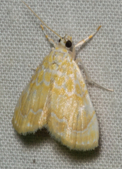 Glaphyria glaphyralis