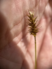 Carex exilis