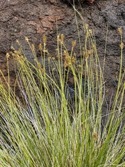 Carex exilis