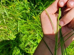 Juncus anthelatus
