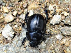 Anoplotrupes