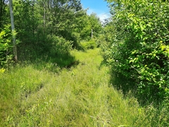 Juncus anthelatus