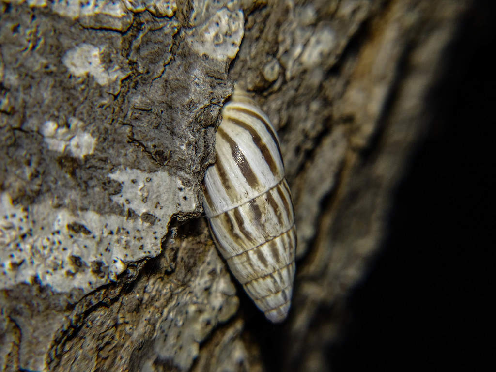Zebrina fasciolata