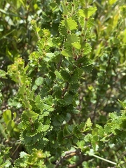 Betula michauxii
