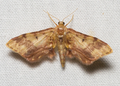 Idaea furciferata