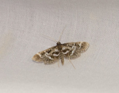 Diasemiodes janassialis