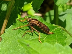 Asilus sericeus