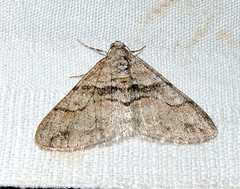 Prionomelia spododea