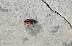 Paranaemia vittigera