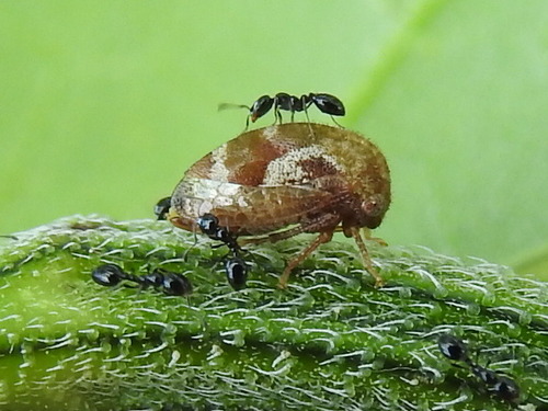 Van Duzee Treehopper photo 3