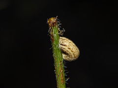 Xeropicta krynickii