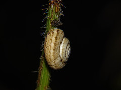 Xeropicta krynickii