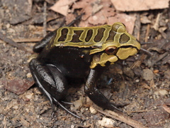 Leptodactylus knudseni