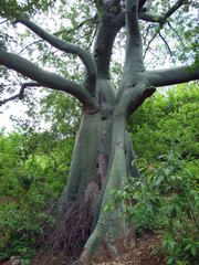 Ceiba trischistandra