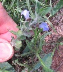 Scutellaria drummondii