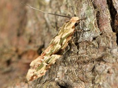 Crypsitricha mesotypa