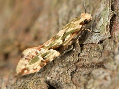 Crypsitricha mesotypa