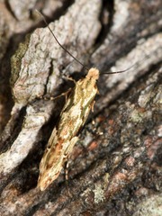 Crypsitricha mesotypa