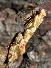 Crypsitricha mesotypa