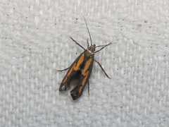 Ochromolopis ictella