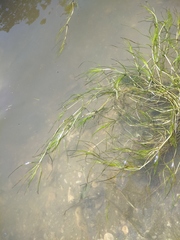 Zannichellia palustris major