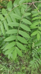 Sorbus aucuparia