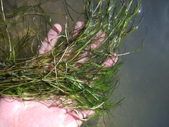 Zannichellia palustris major