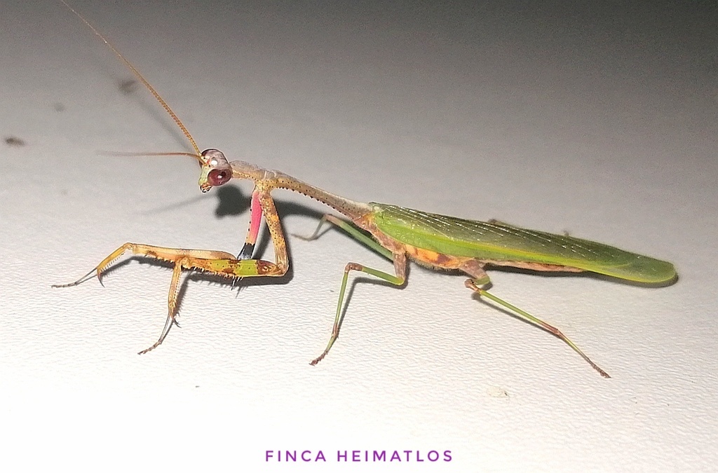 Parastagmatoptera sottilei