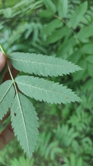 Sorbus aucuparia