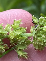 Rumex obtusifolius obtusifolius