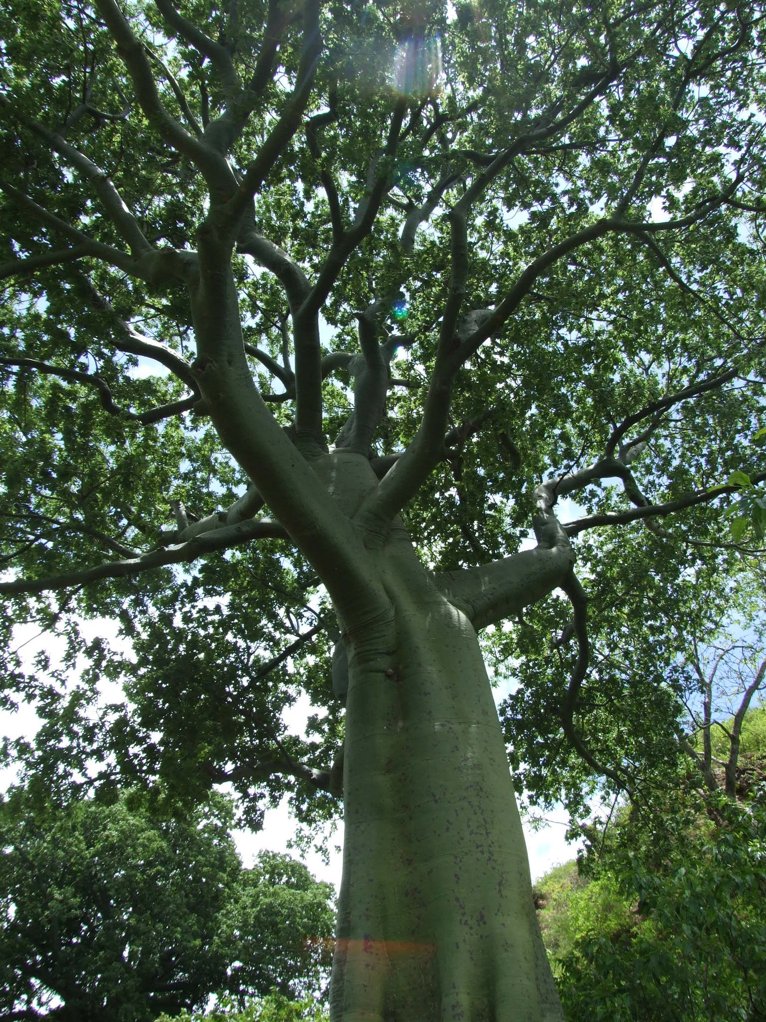 Ceiba image