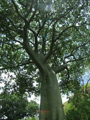 Ceiba trischistandra image