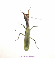 Parastagmatoptera sottilei