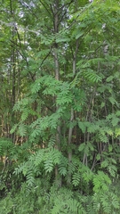 Sorbus aucuparia