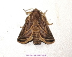 Natada fusca