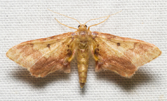 Idaea furciferata
