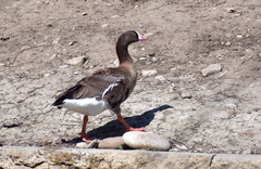 Anser erythropus