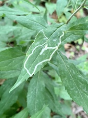 Phytomyza albiceps group