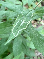 Phytomyza albiceps group