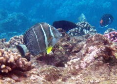 Acanthurus guttatus