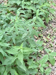 Phytomyza albiceps group