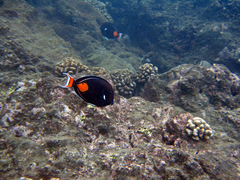 Acanthurus achilles