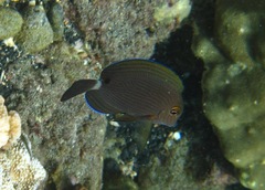 Acanthurus nigroris