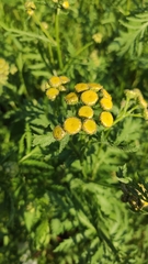 Tanacetum vulgare