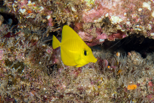 Yellow Tang