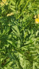 Tanacetum vulgare