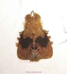 Euglyphis vitripuncta