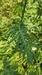Tanacetum vulgare