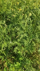 Tanacetum vulgare